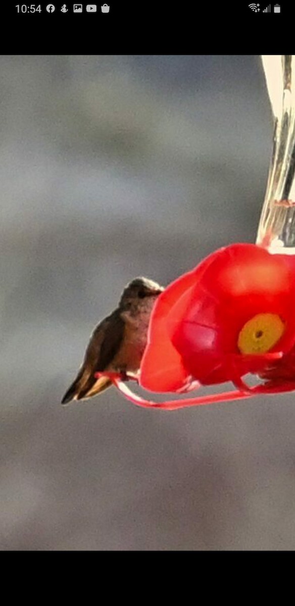 Allen's Hummingbird - ML502054861