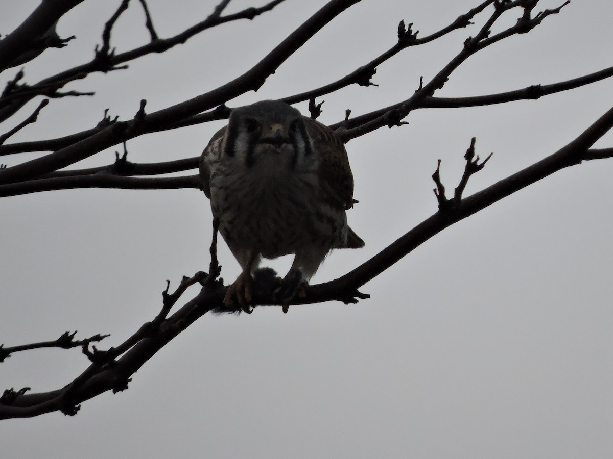 American Kestrel - ML50205501