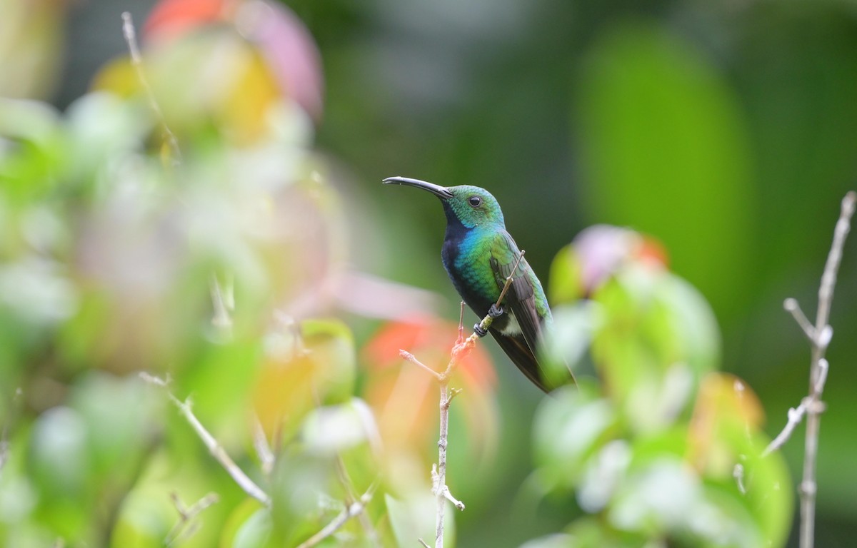 Green-breasted Mango - Gustavo Rojas