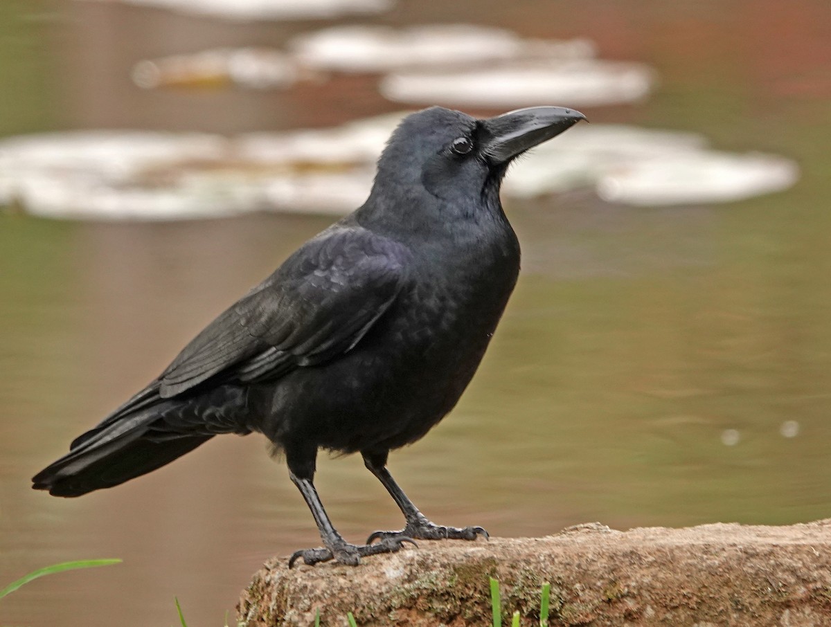 Large-billed Crow - ML502056501