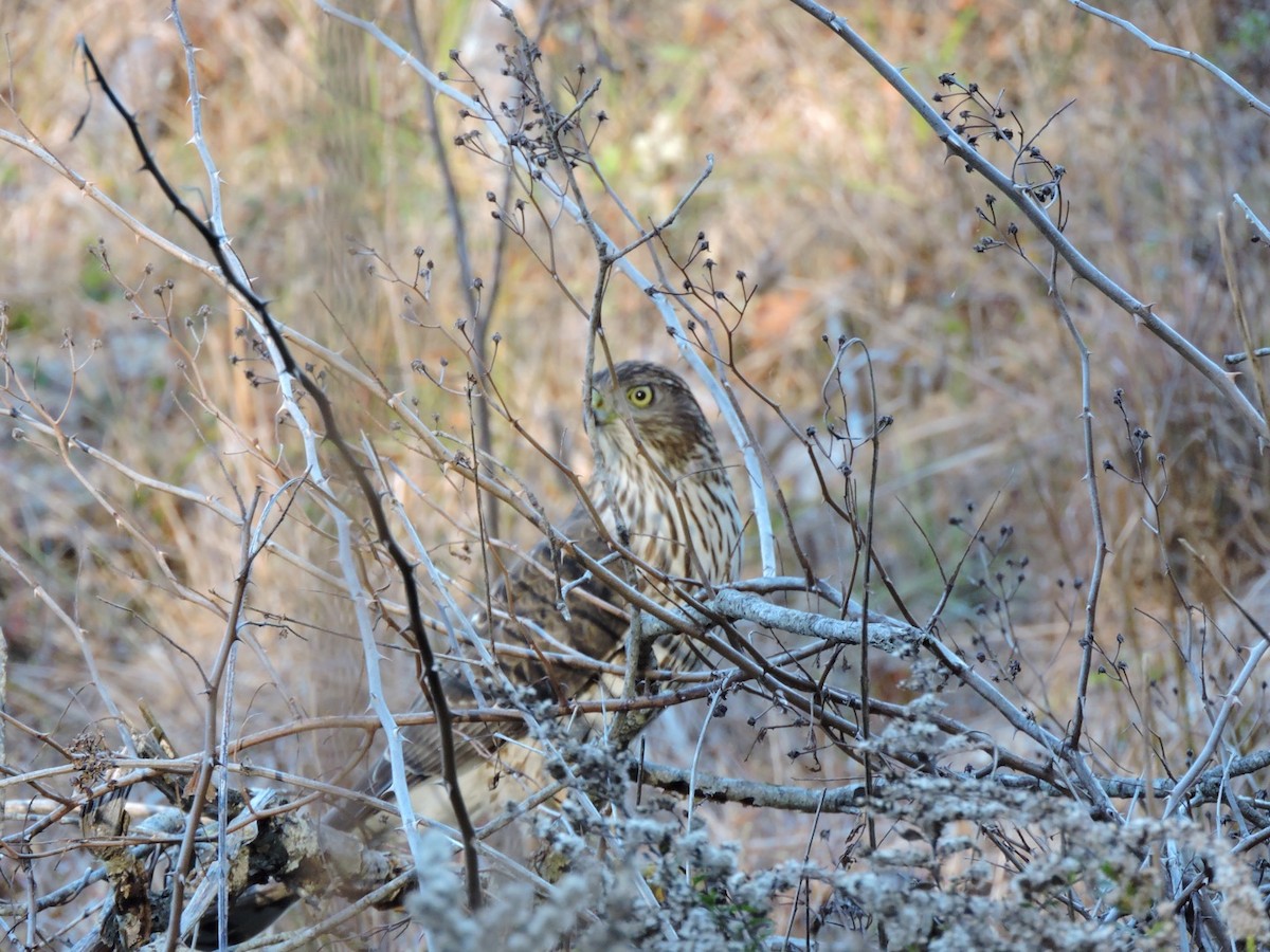 Cooper's Hawk - Karen Fiske