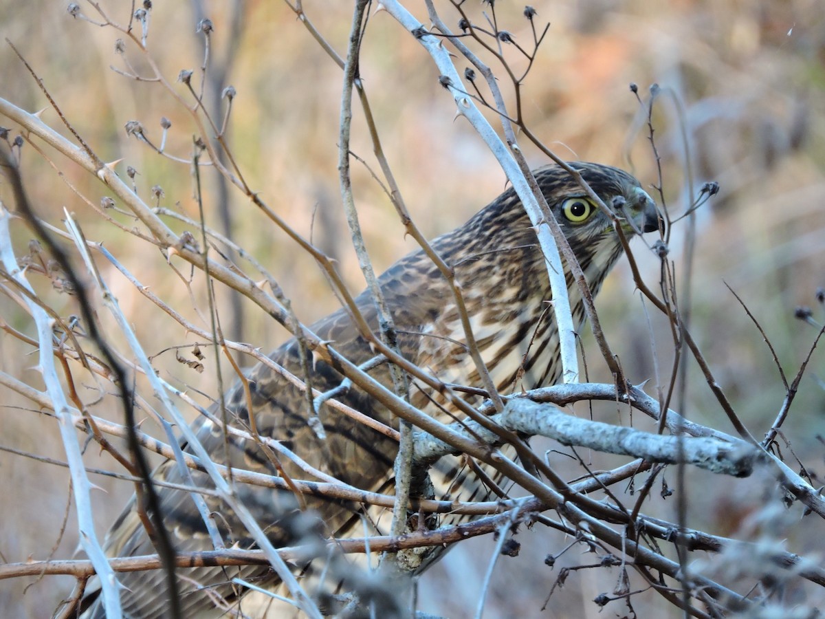 Cooper's Hawk - Karen Fiske