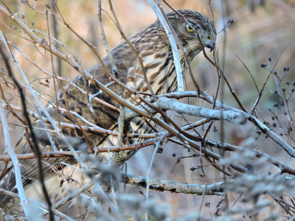 Cooper's Hawk - ML502057711