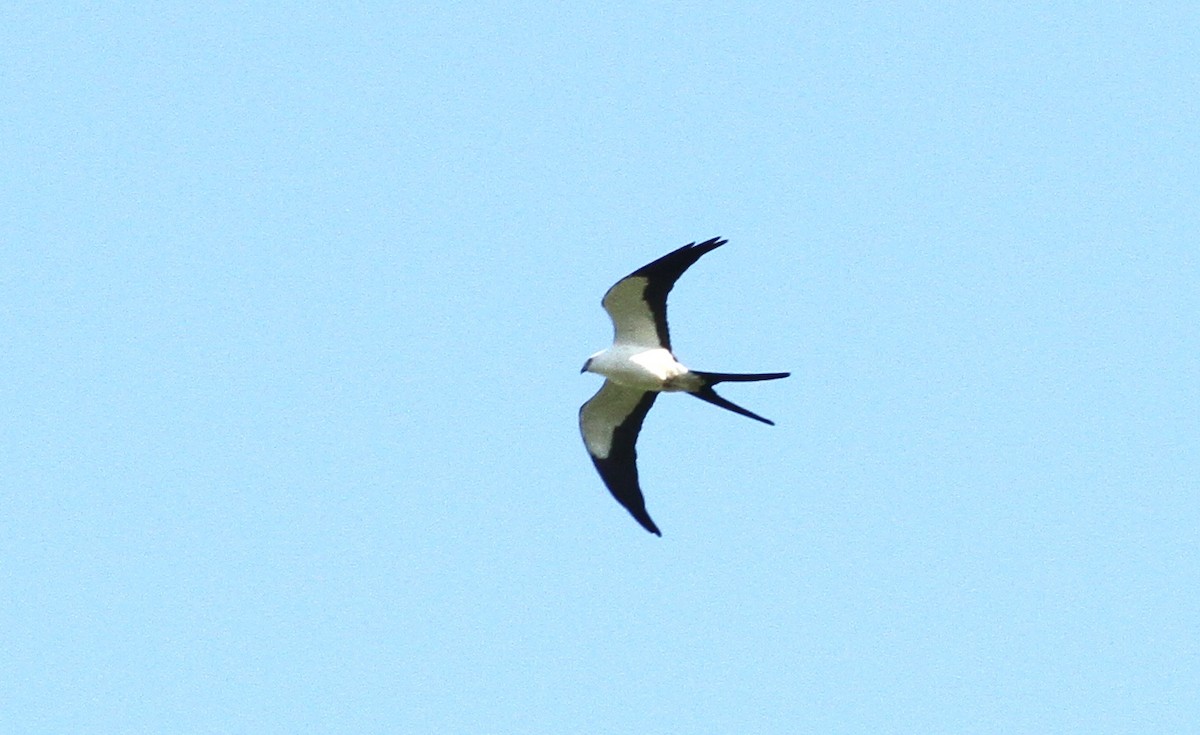 Swallow-tailed Kite - ML50205891