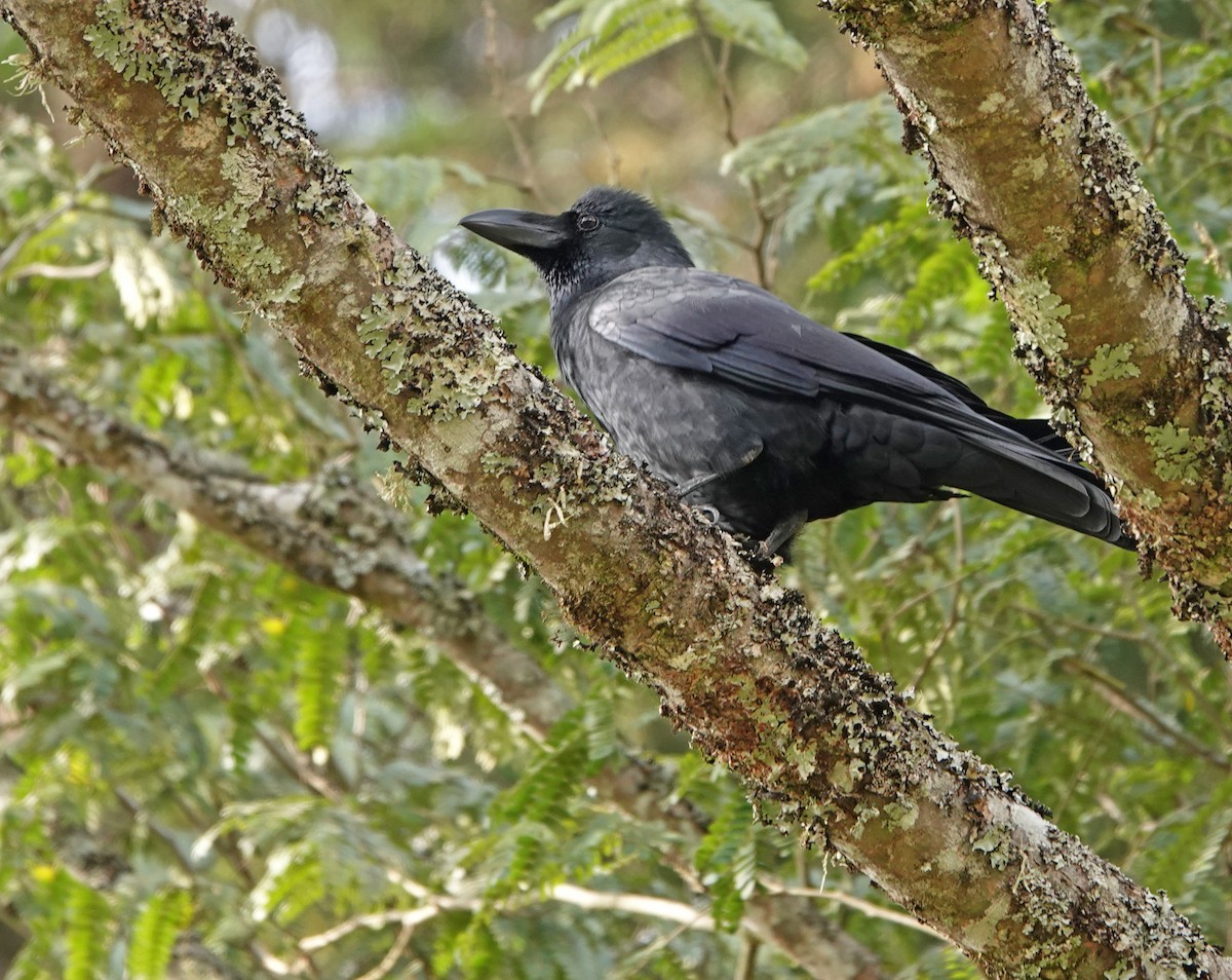 Large-billed Crow - ML502060201