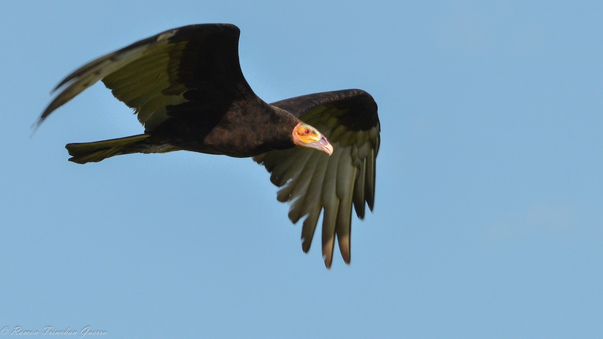 Lesser Yellow-headed Vulture - ML502060231