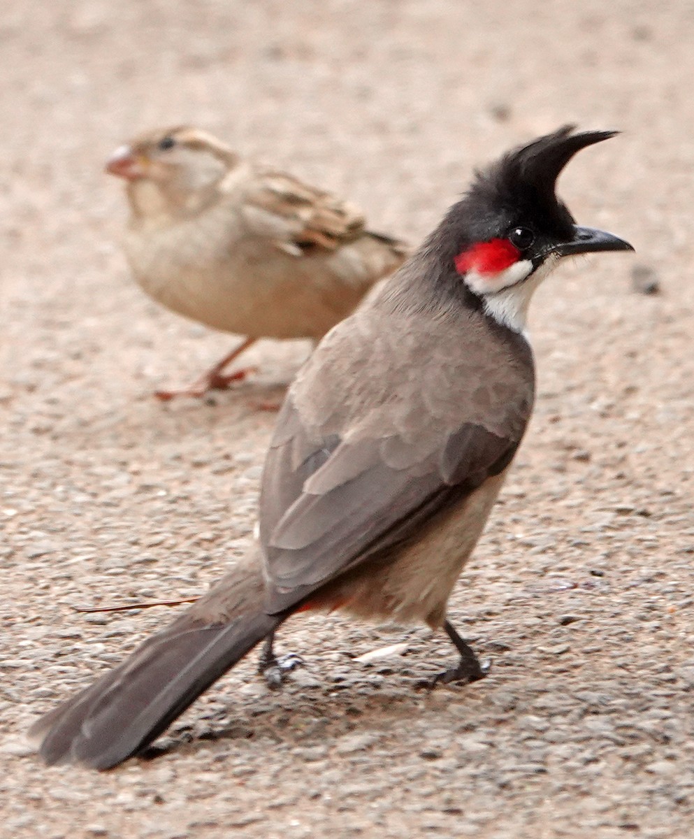 Red-whiskered Bulbul - ML502061261