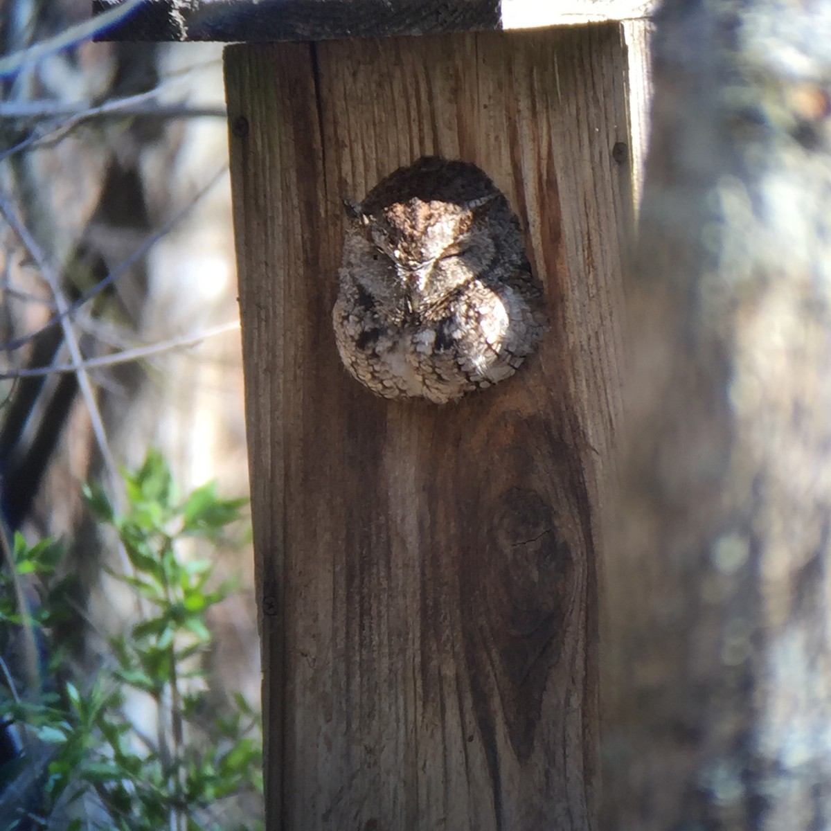 Eastern Screech-Owl - ML50206151