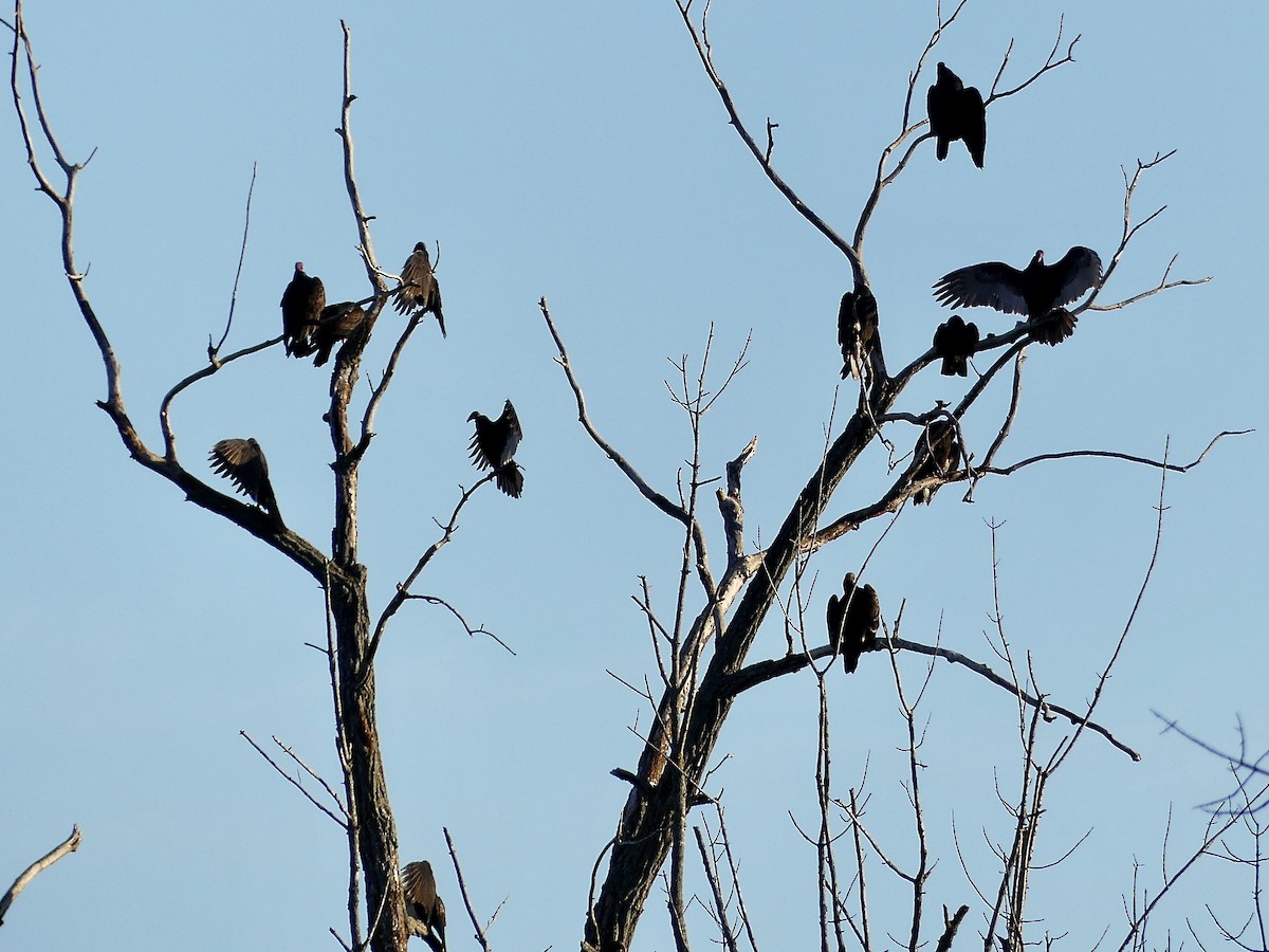 Turkey Vulture - ML502061581