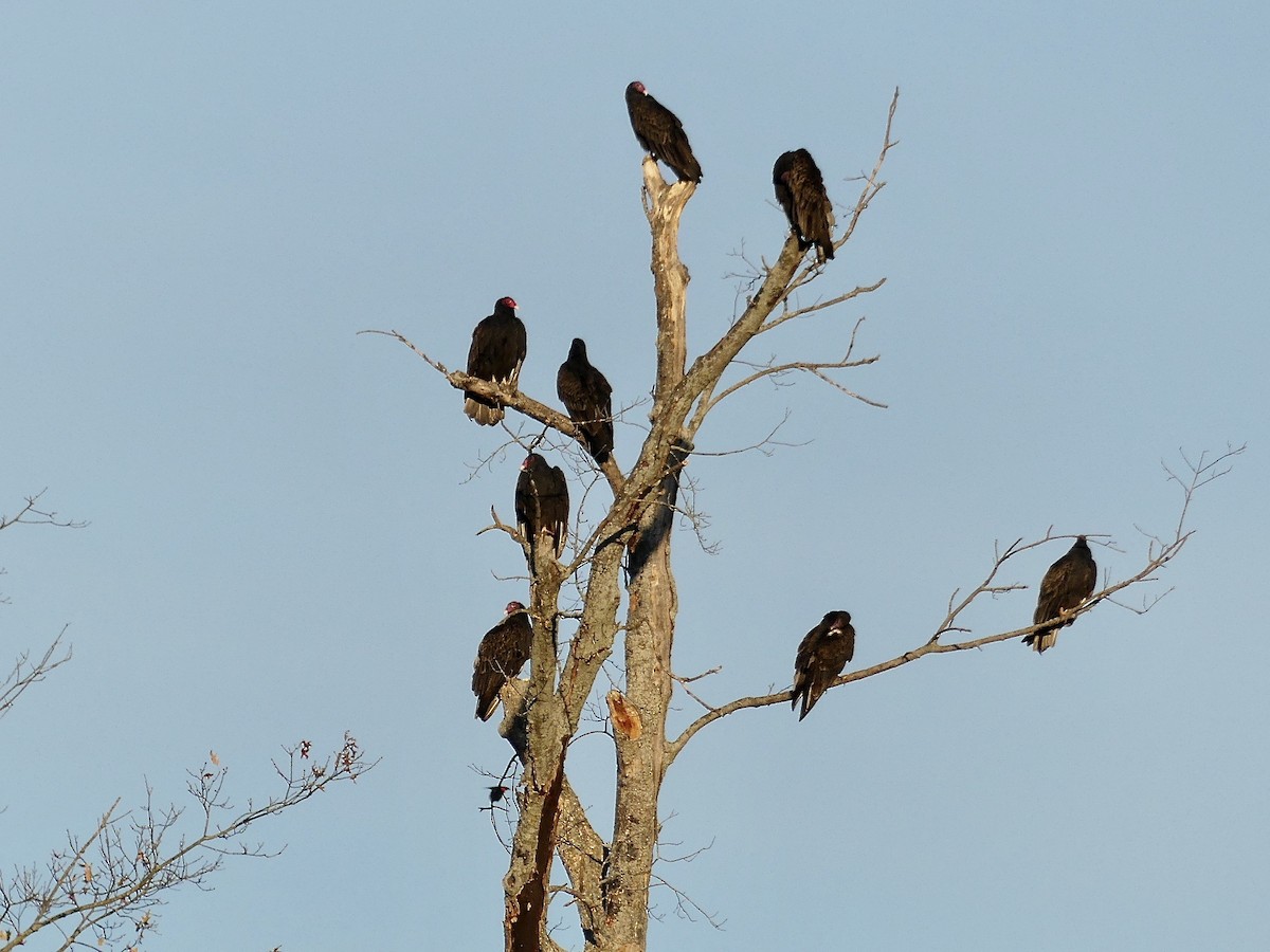 Turkey Vulture - ML502061591