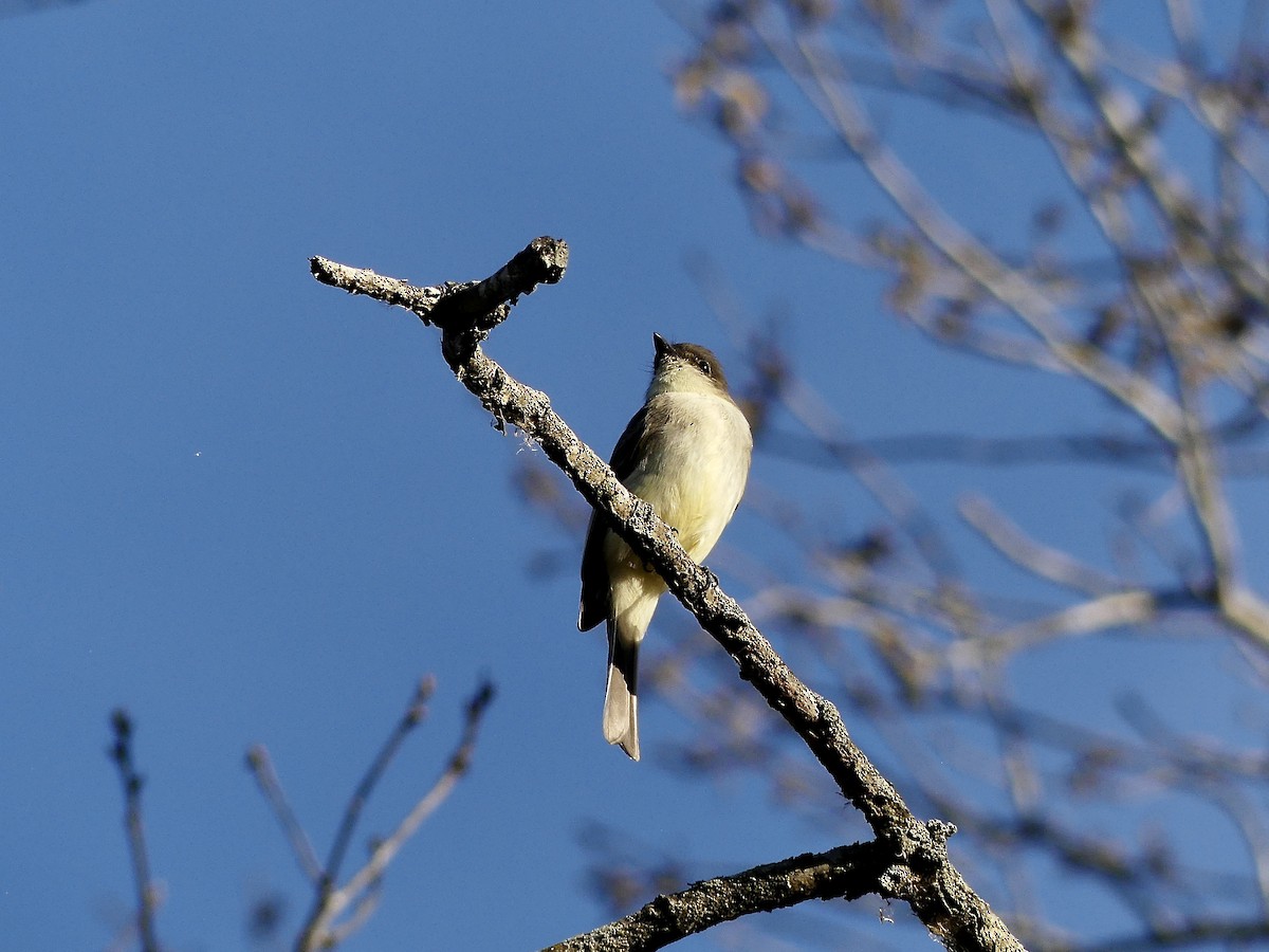 Eastern Phoebe - ML502061601