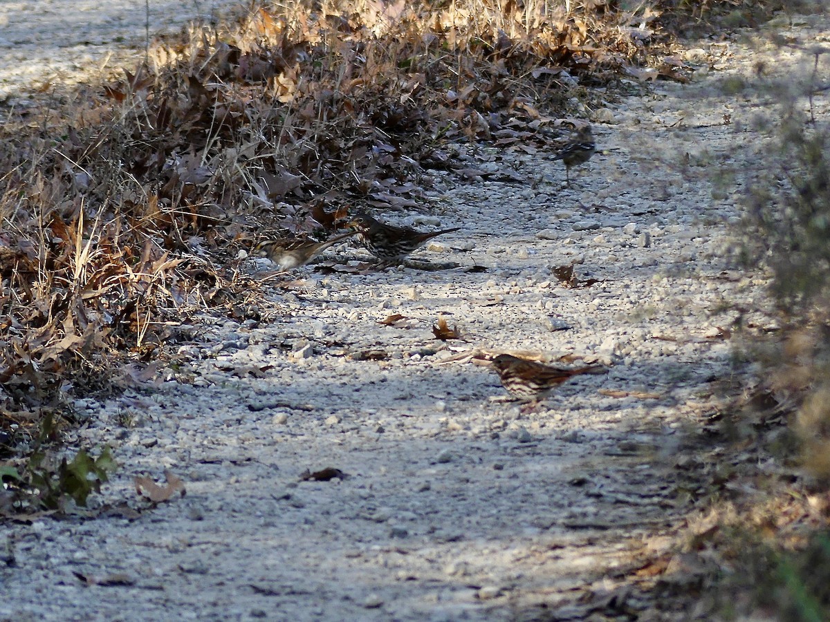 Fox Sparrow - ML502061671