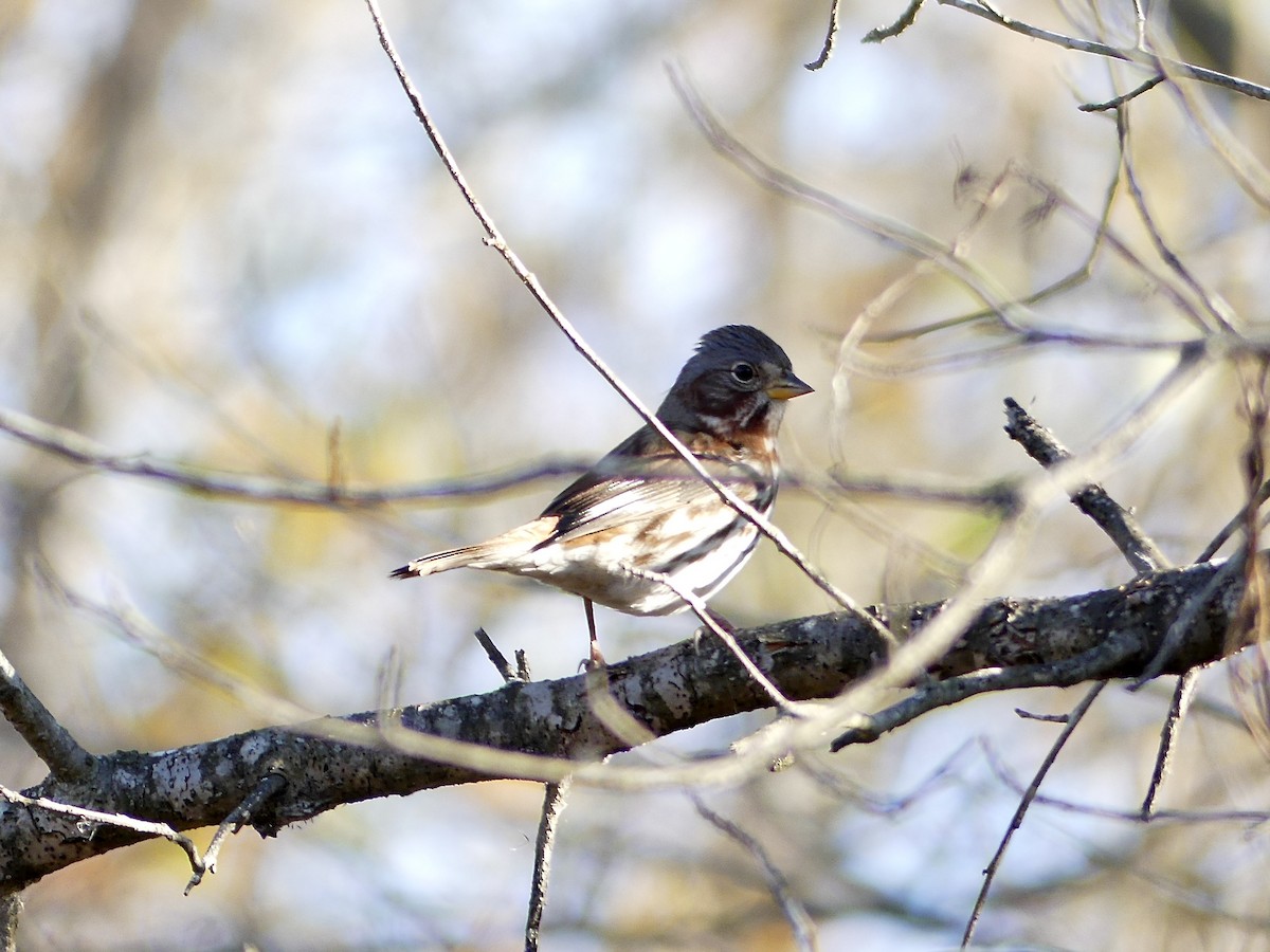 Fox Sparrow - ML502061711