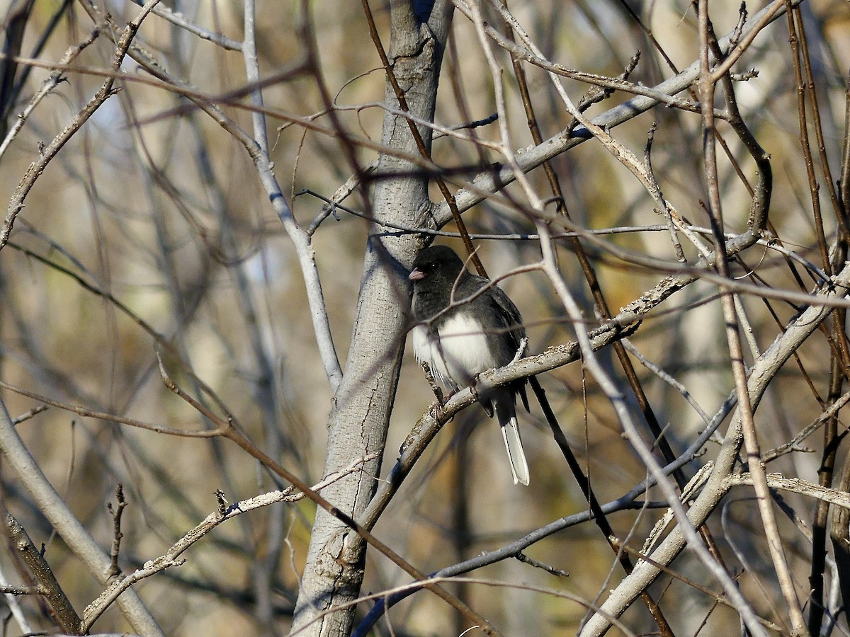 Dark-eyed Junco - ML502061731