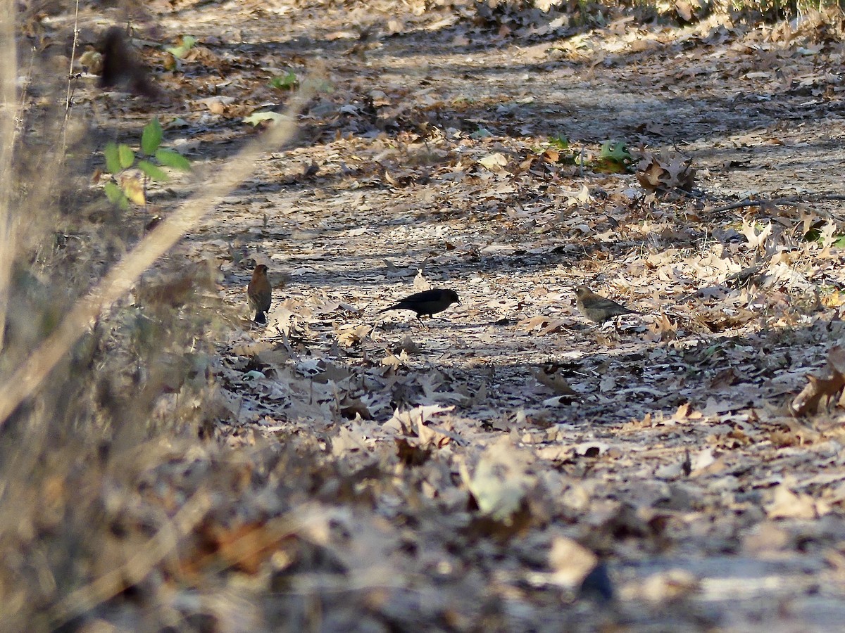 Rusty Blackbird - ML502061771