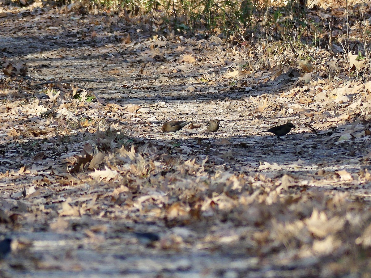 Rusty Blackbird - Charles  Crawford