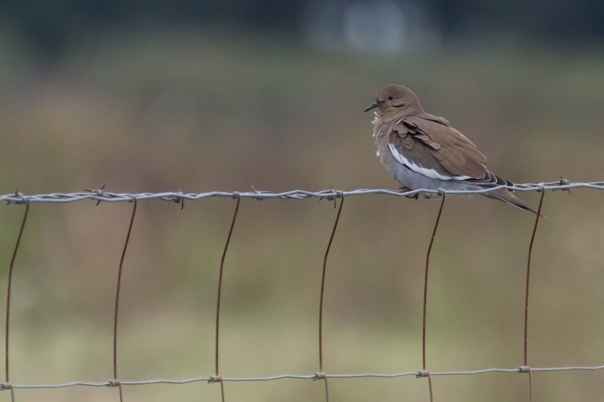 White-winged Dove - ML502062441