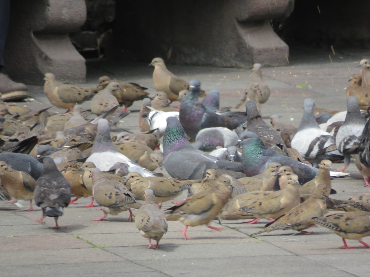 Rock Pigeon (Feral Pigeon) - ML502062831