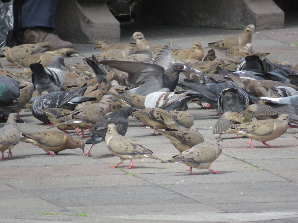 Rock Pigeon (Feral Pigeon) - Kyle Ruttan