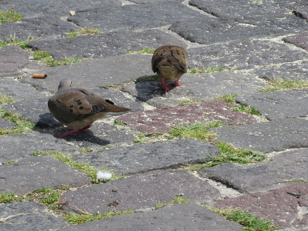 Eared Dove - ML502062891