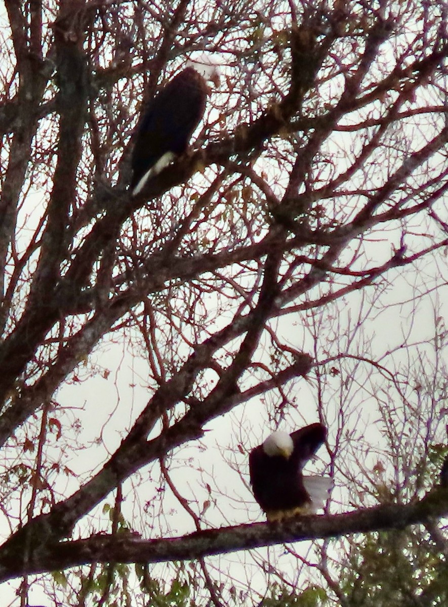 Weißkopf-Seeadler - ML502064471