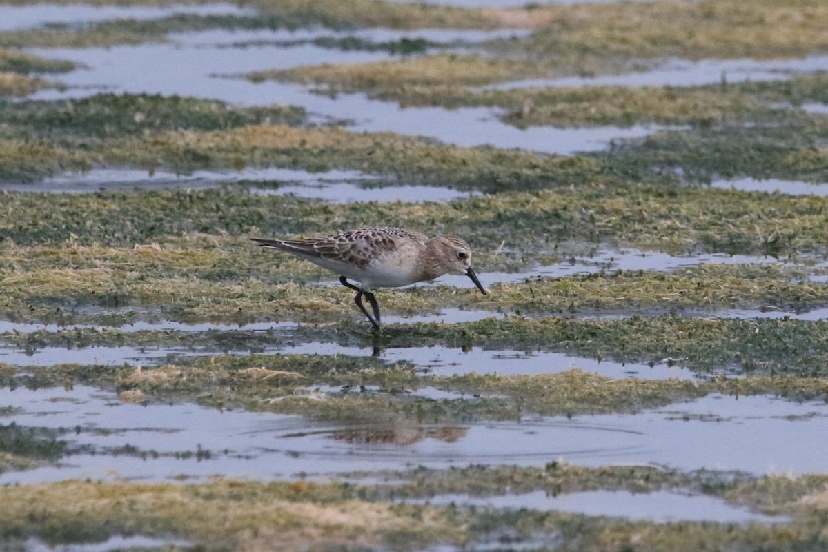 Baird's Sandpiper - ML502064931