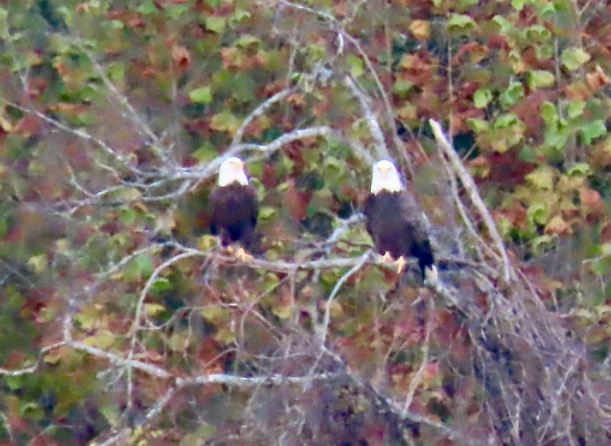 Bald Eagle - ML502065051