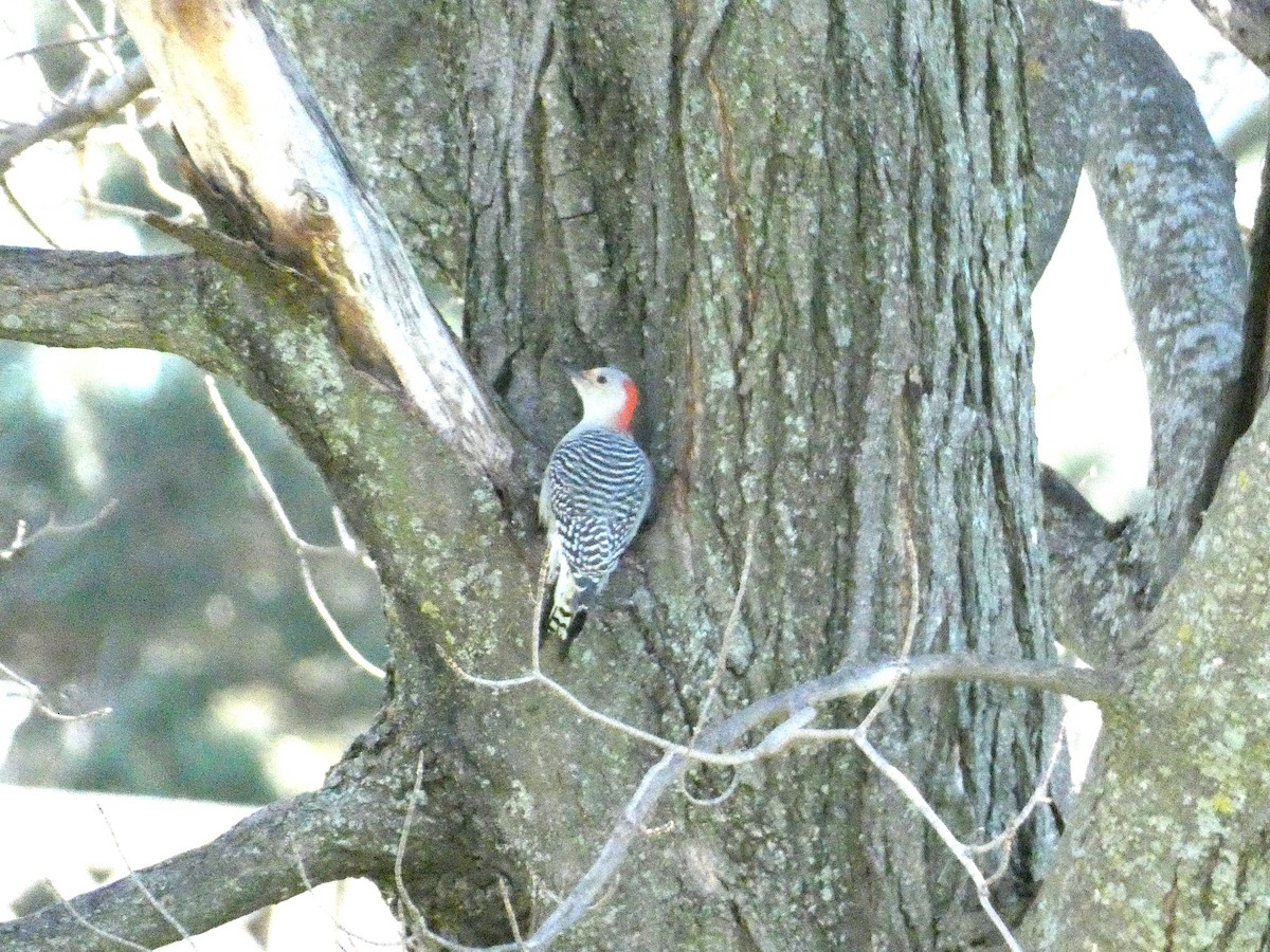 Red-bellied Woodpecker - ML502066291