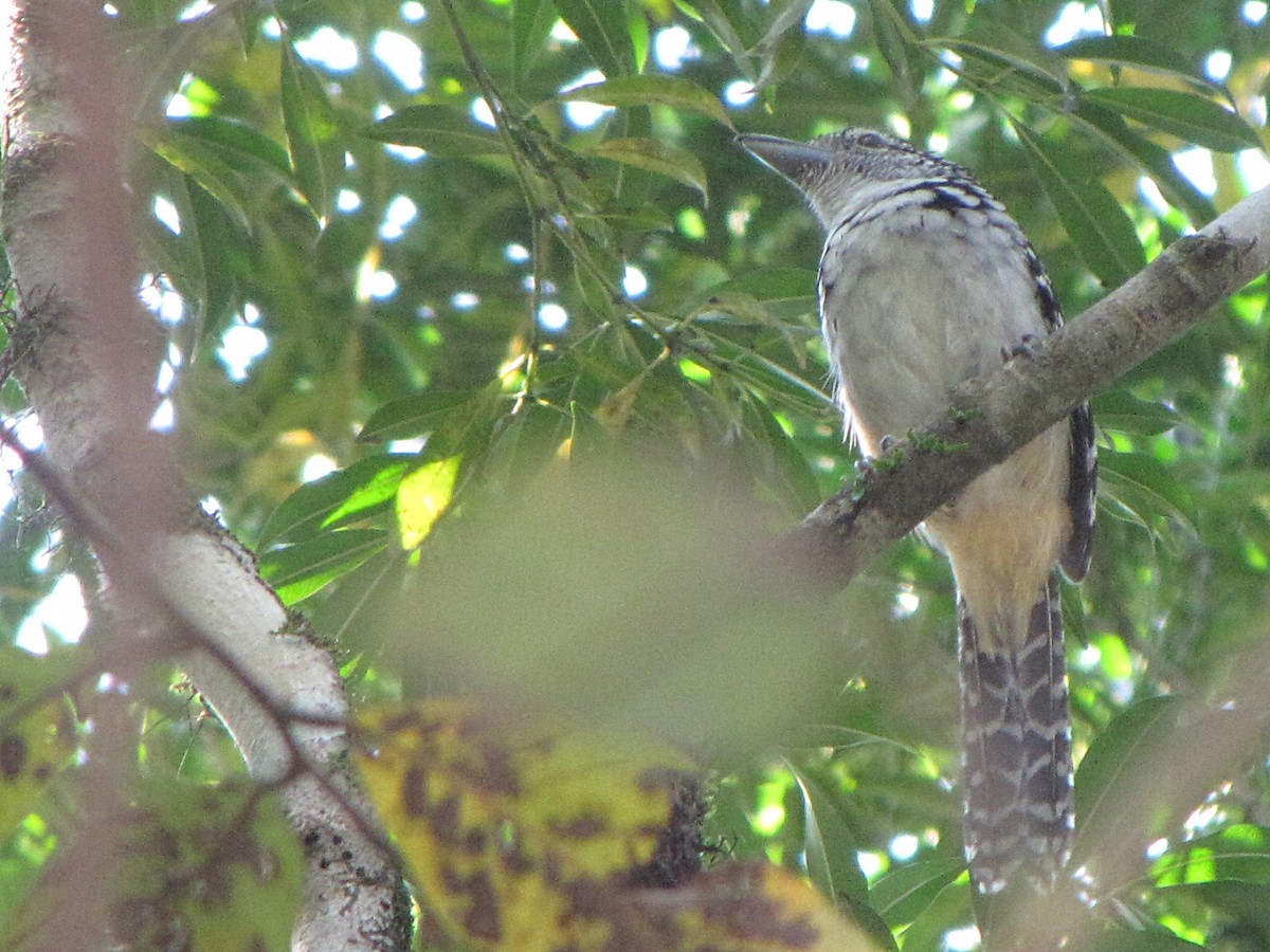 Spot-backed Antshrike - ML502066861