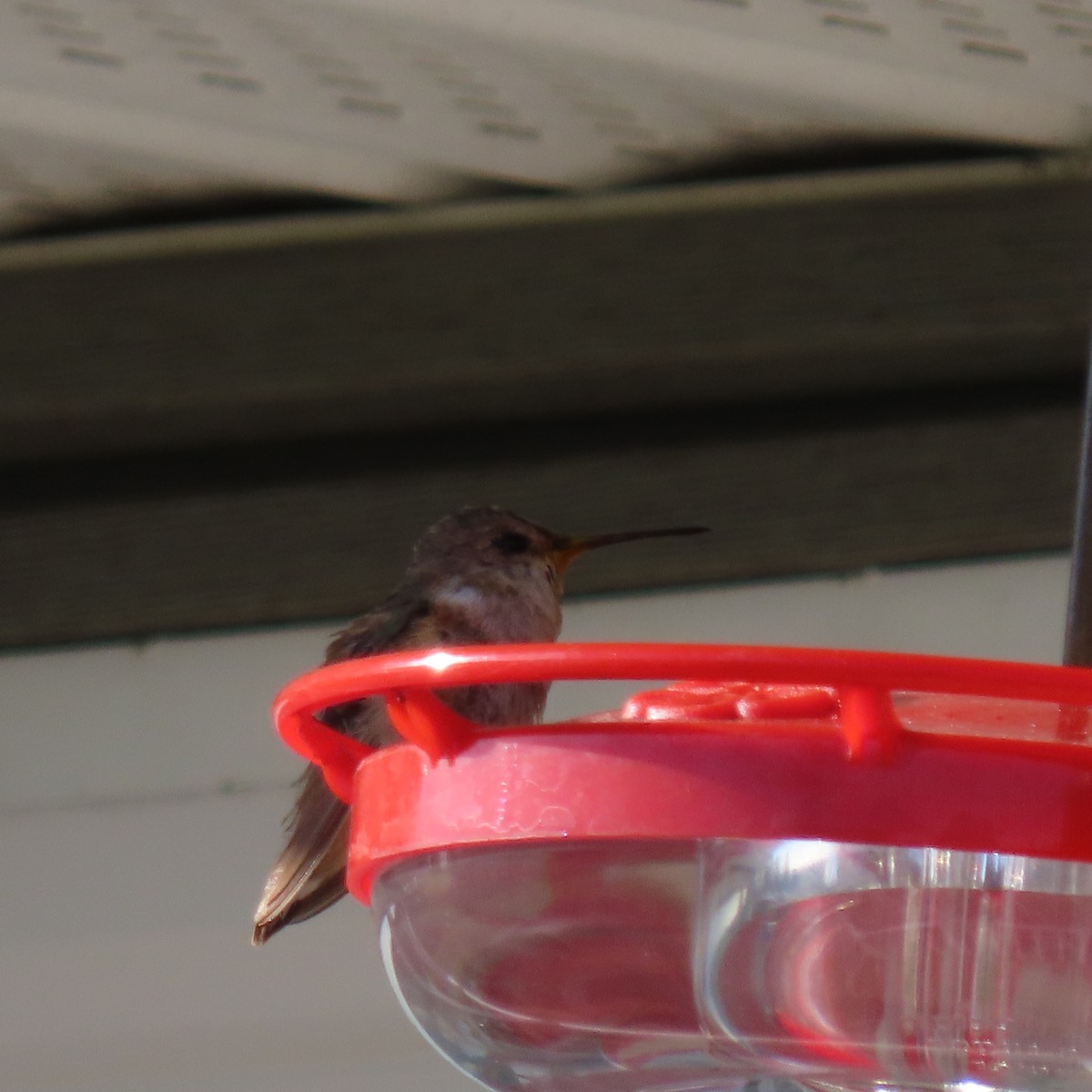 Rufous Hummingbird - ML502067201