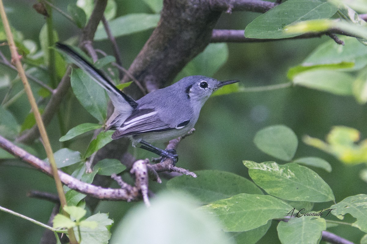 Cuban Gnatcatcher - ML502067821