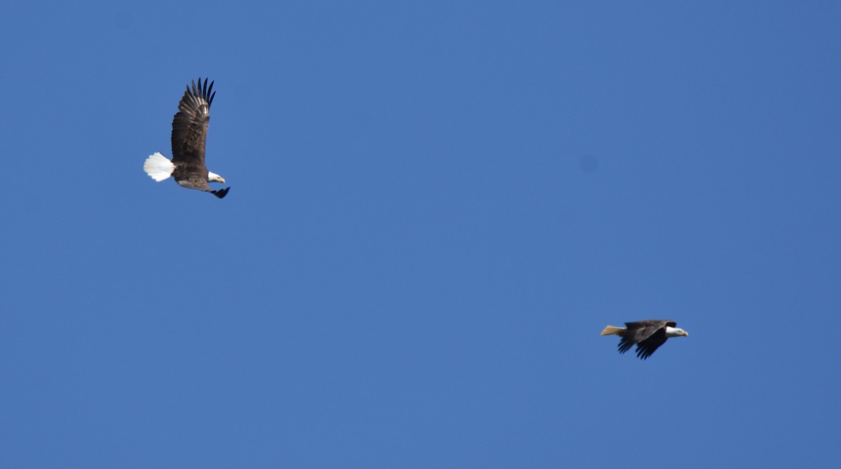 Bald Eagle - ML502071361