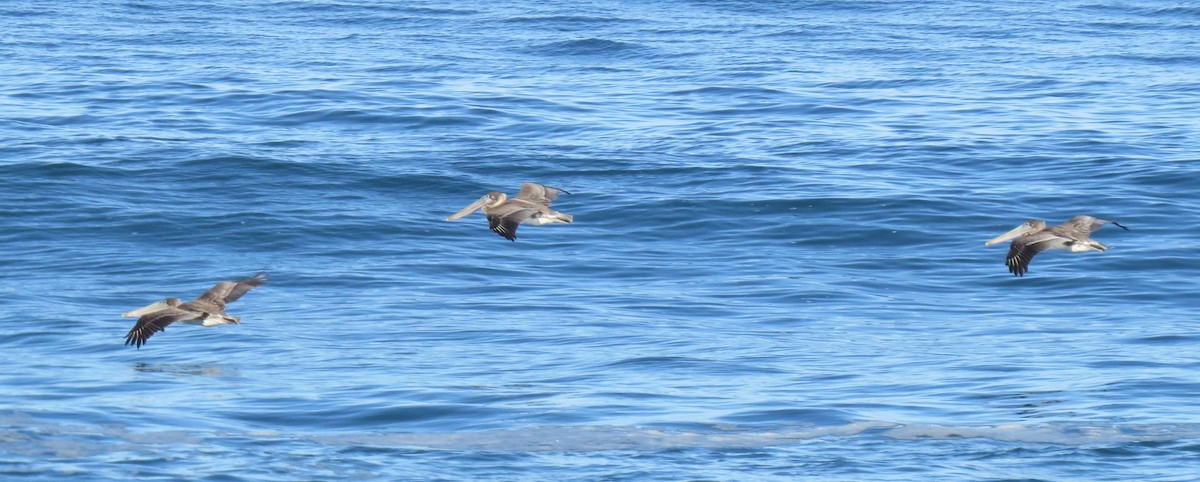 Brown Pelican - ML50207201