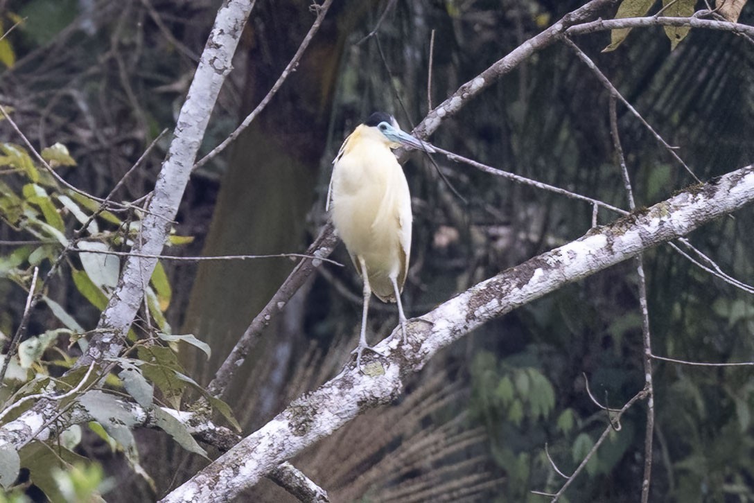 Capped Heron - ML502072121