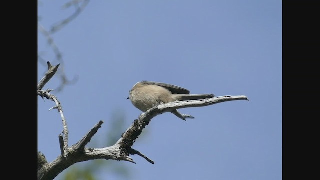 Mésange boréale - ML502072511