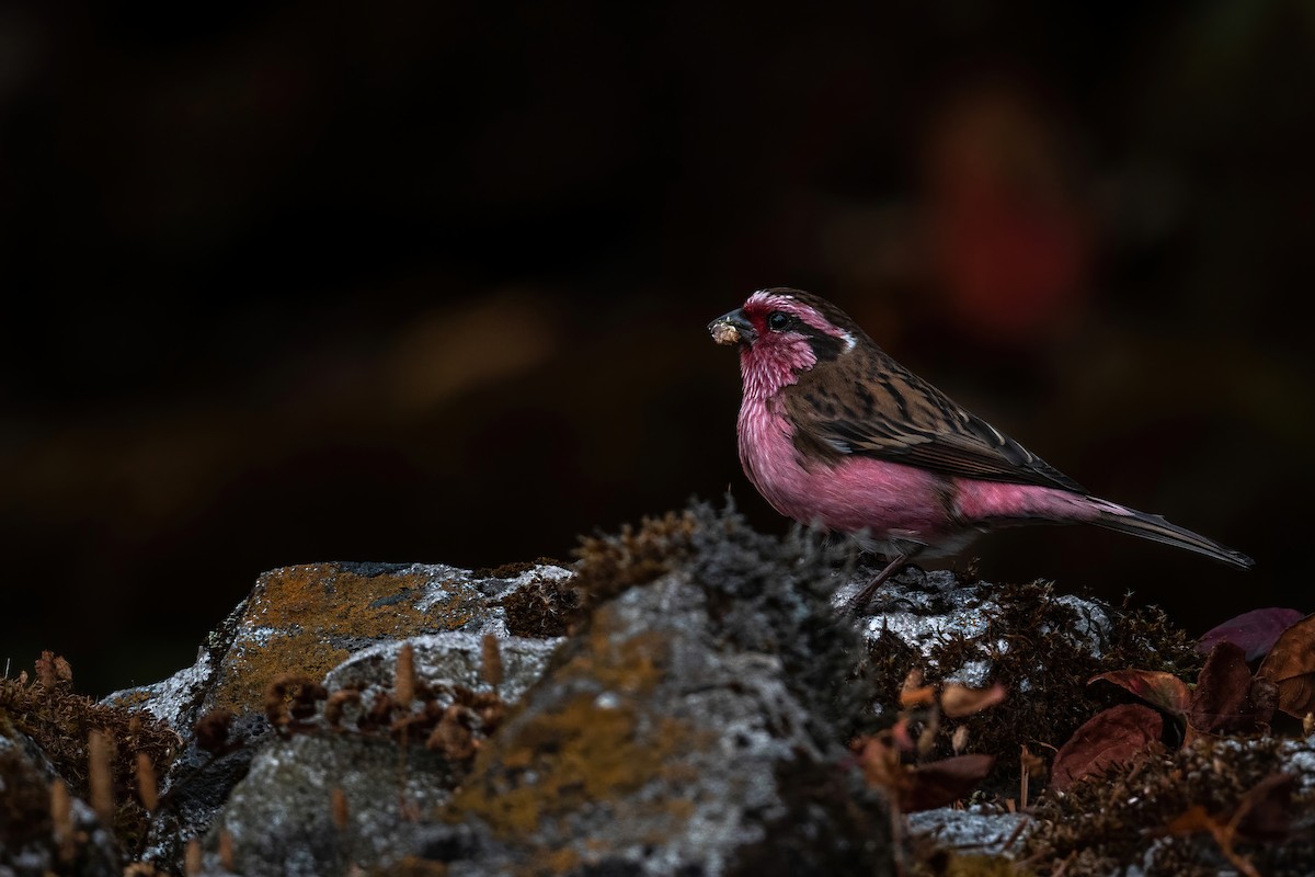 Himalayan White-browed Rosefinch - Deepak Budhathoki 🦉