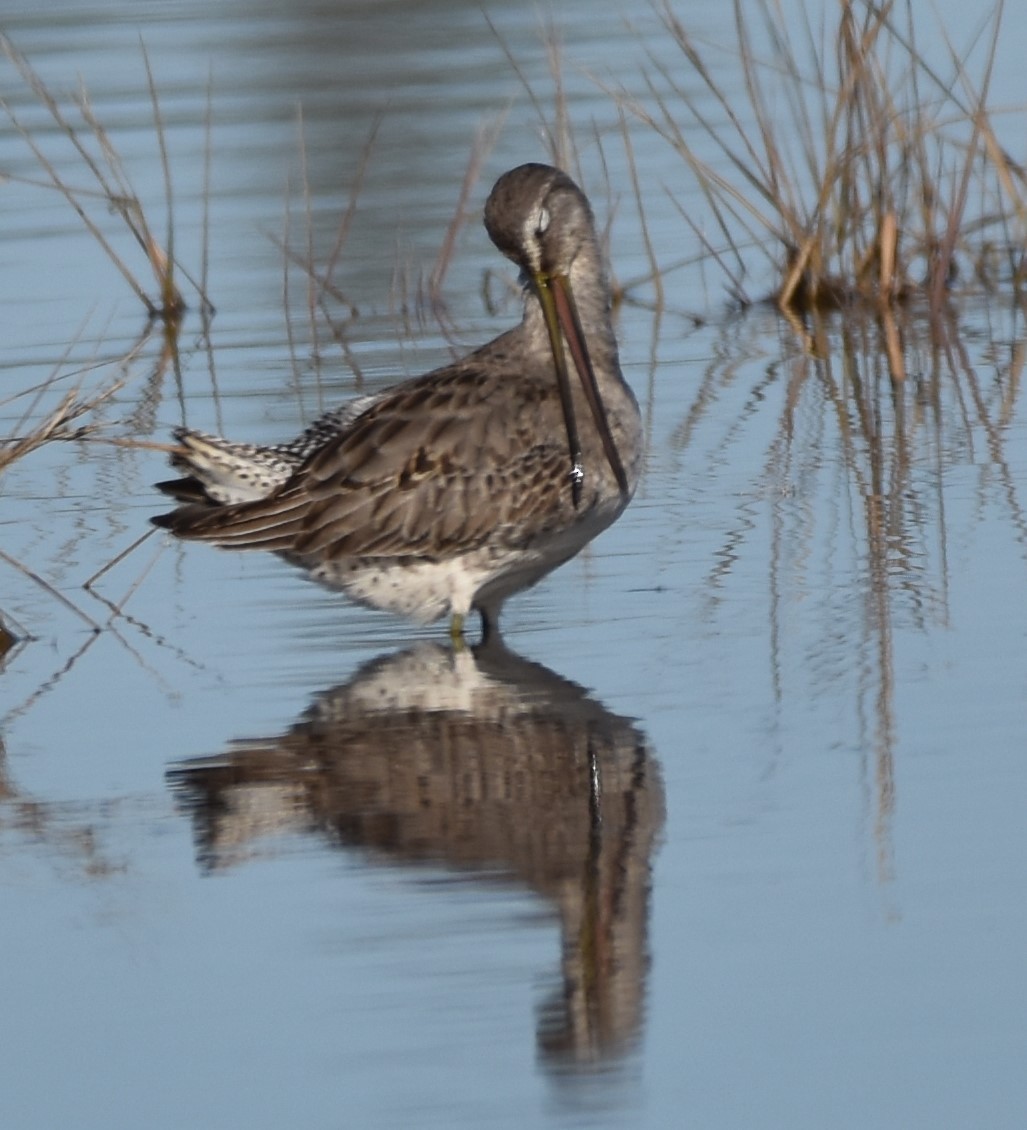 Long-billed Dowitcher - Barbara Seith