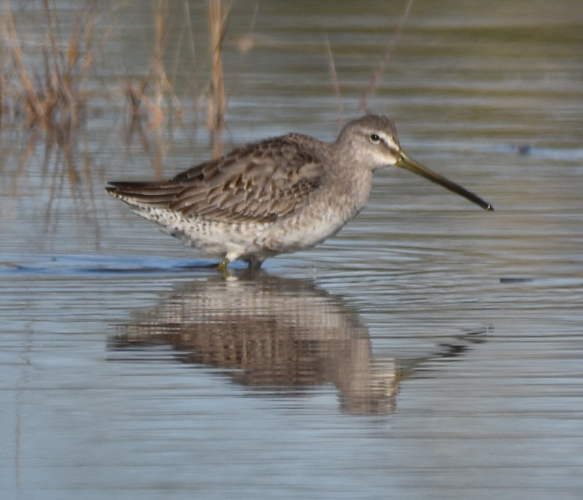 Long-billed Dowitcher - Barbara Seith