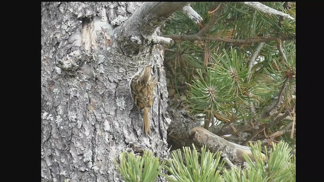 Eurasian Treecreeper - ML502073371