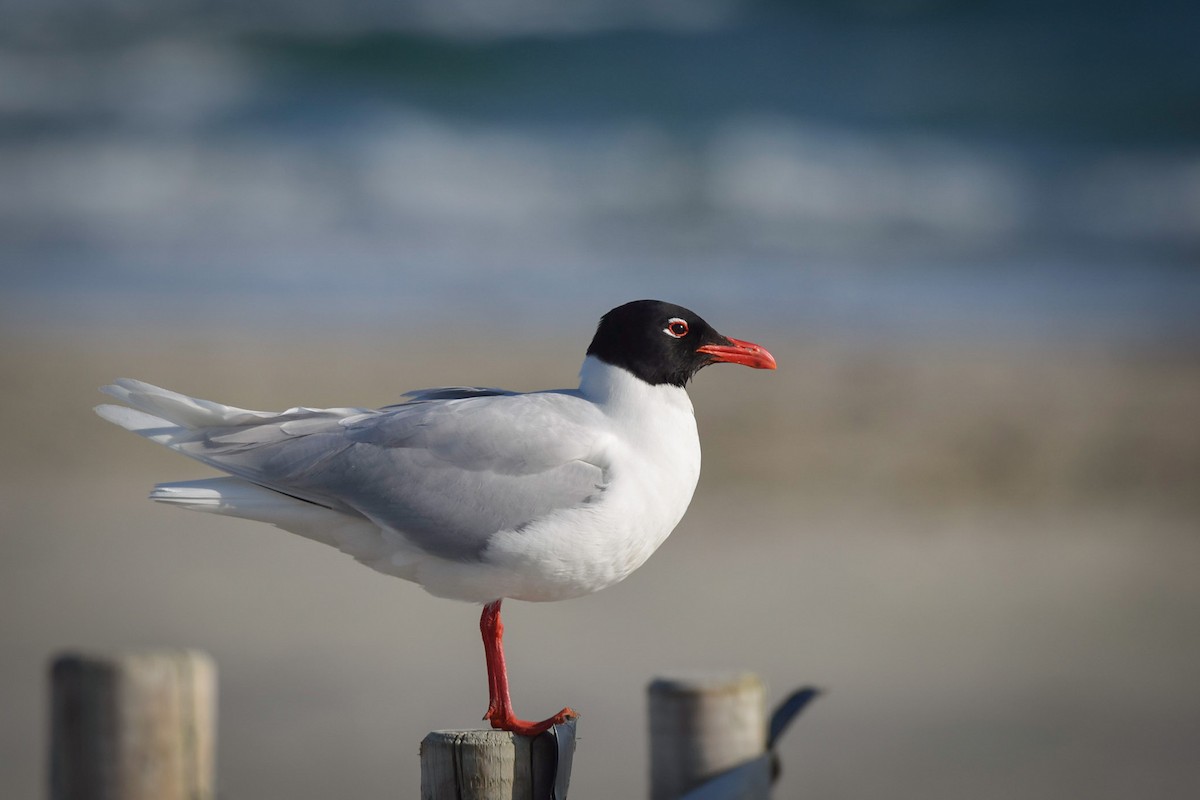 Mediterranean Gull - Isaiah Rowe