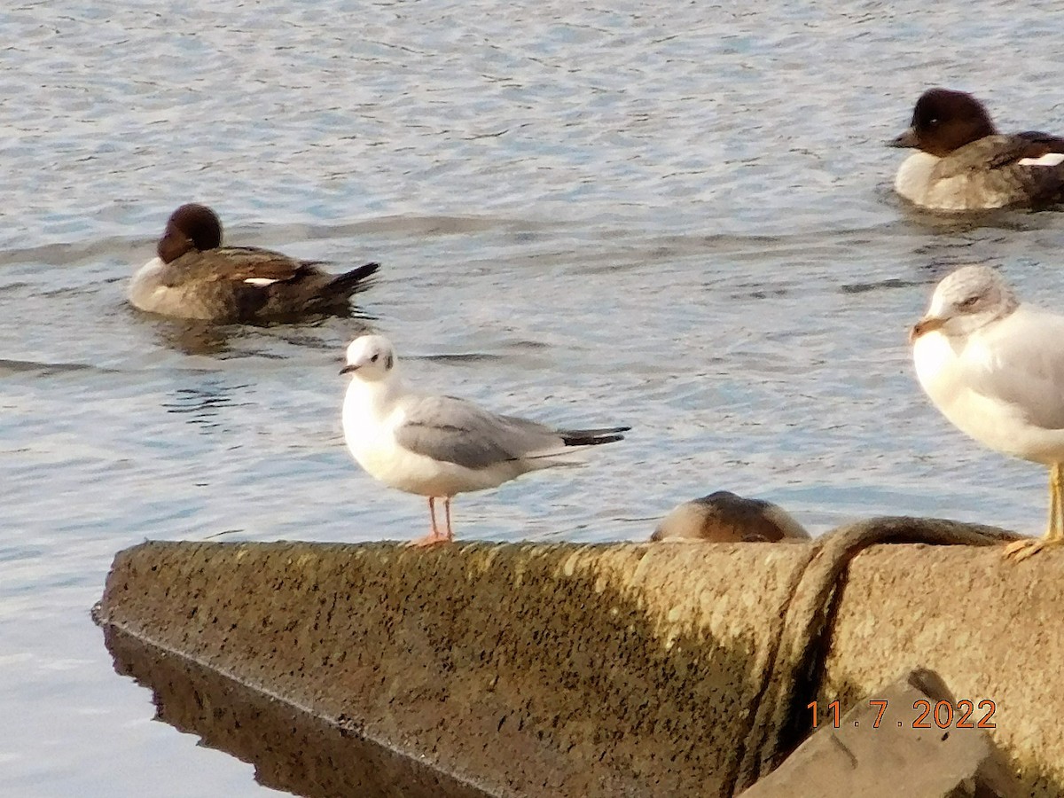 Bonaparte's Gull - ML502074961