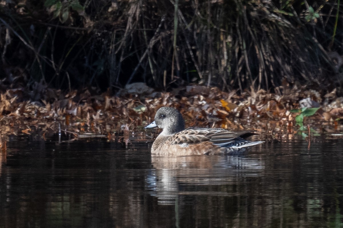 American Wigeon - Barry Marsh