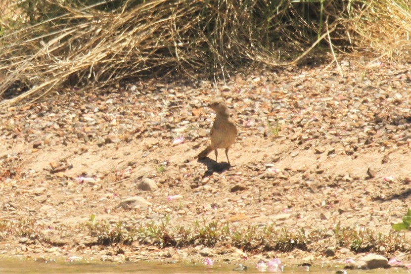 Toxostoma sp. - ML502075311