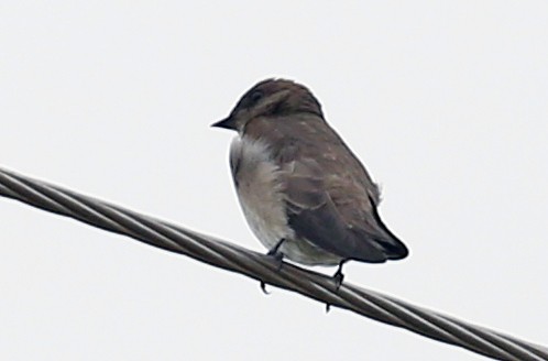 Northern Rough-winged Swallow - ML502075451