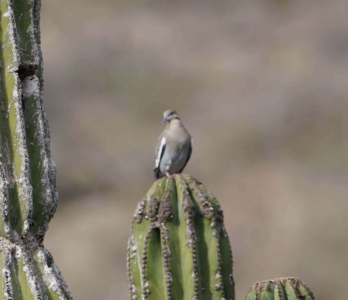 White-winged Dove - ML502075641