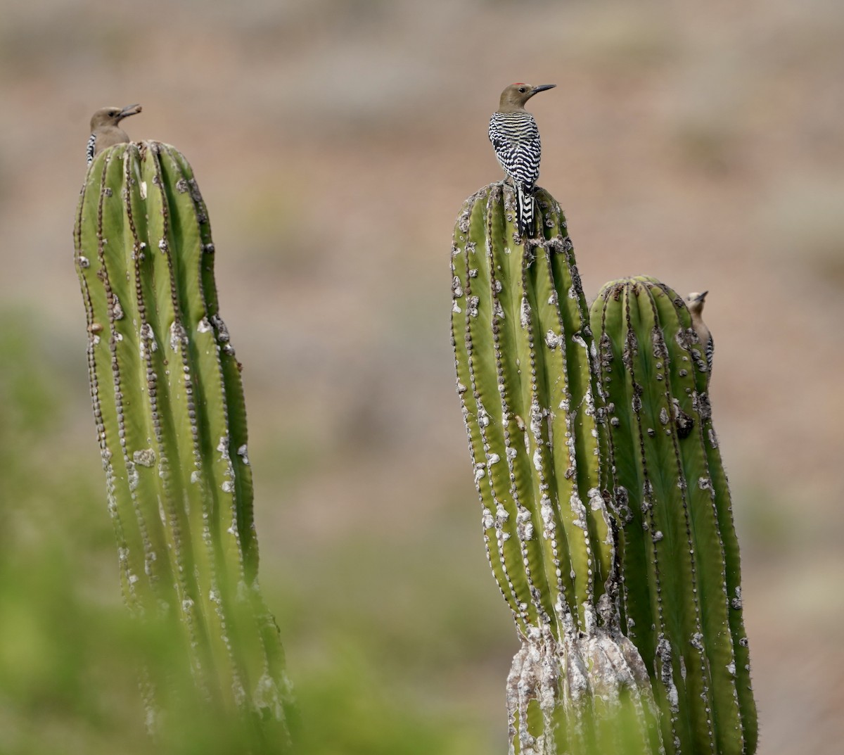 Gila Woodpecker - ML502075711