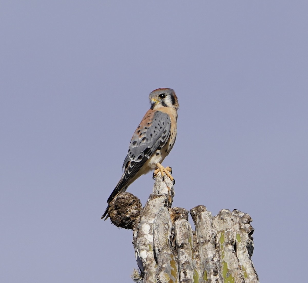 American Kestrel - ML502075751