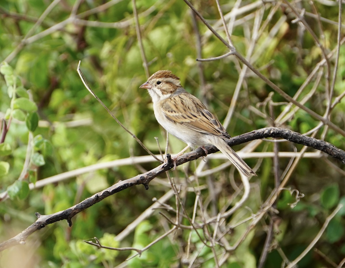 Clay-colored Sparrow - ML502075801