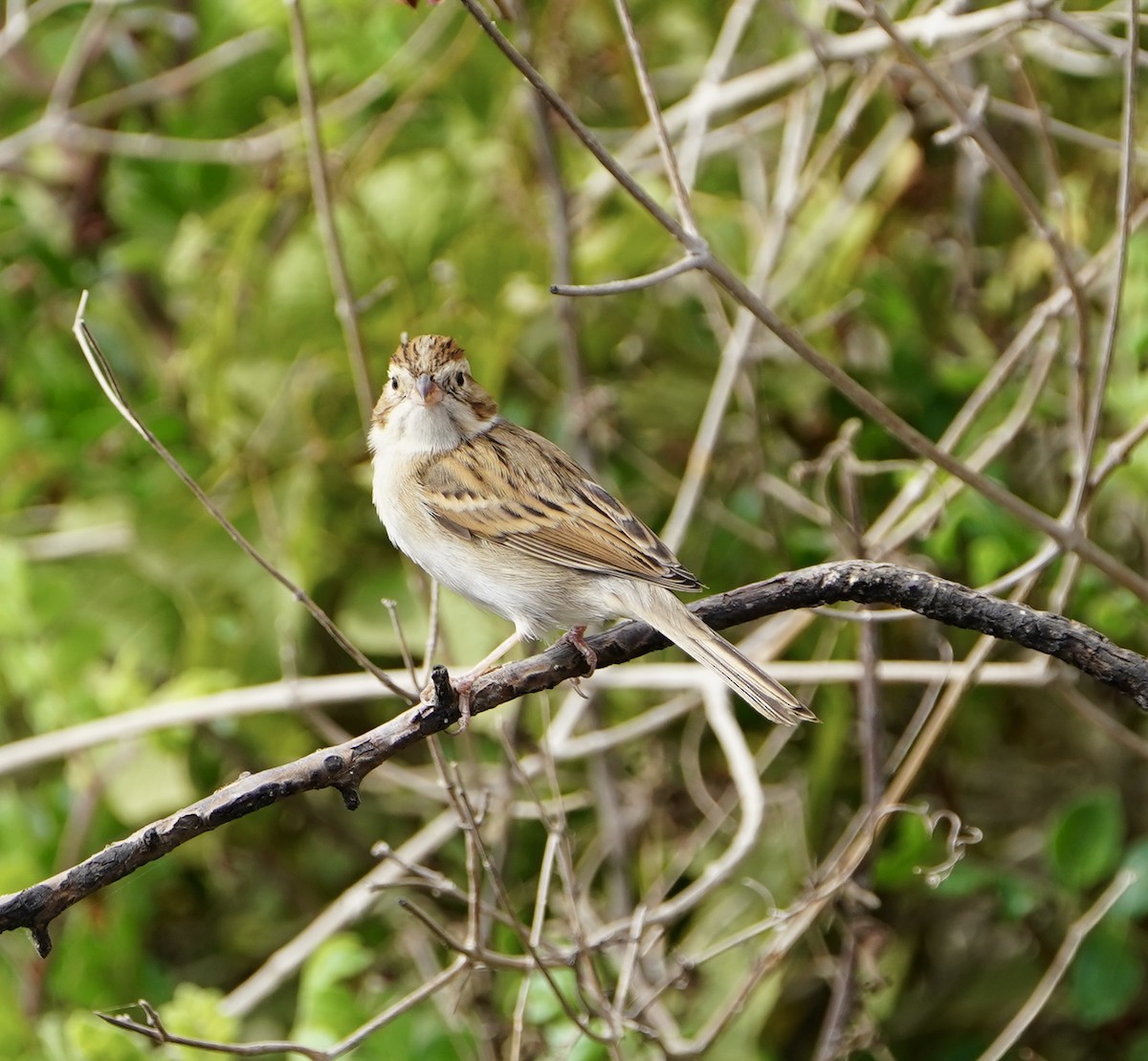 Clay-colored Sparrow - ML502075851