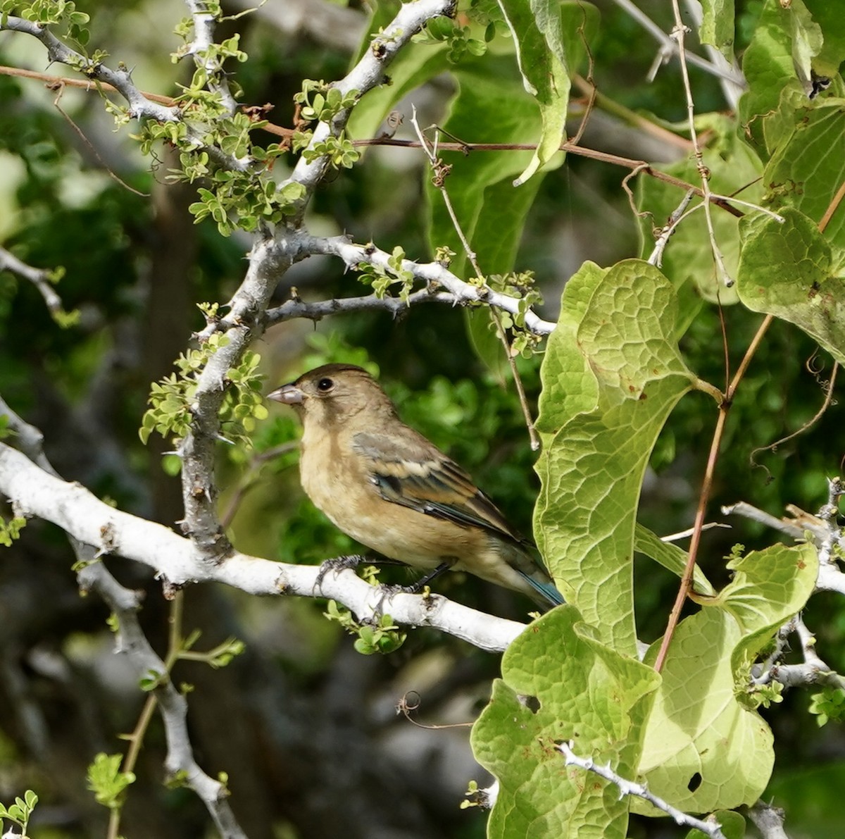 Lazuli Bunting - ML502075871